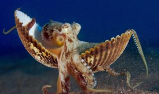 我国海鲜有核辐射吗